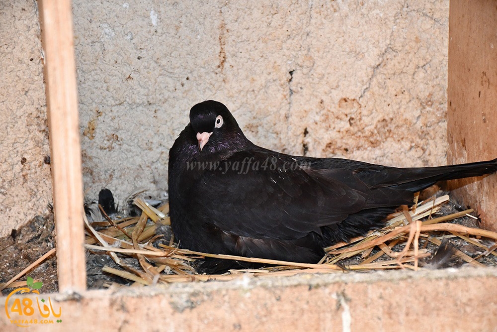 zohdi 3ashoor (26).jpeg